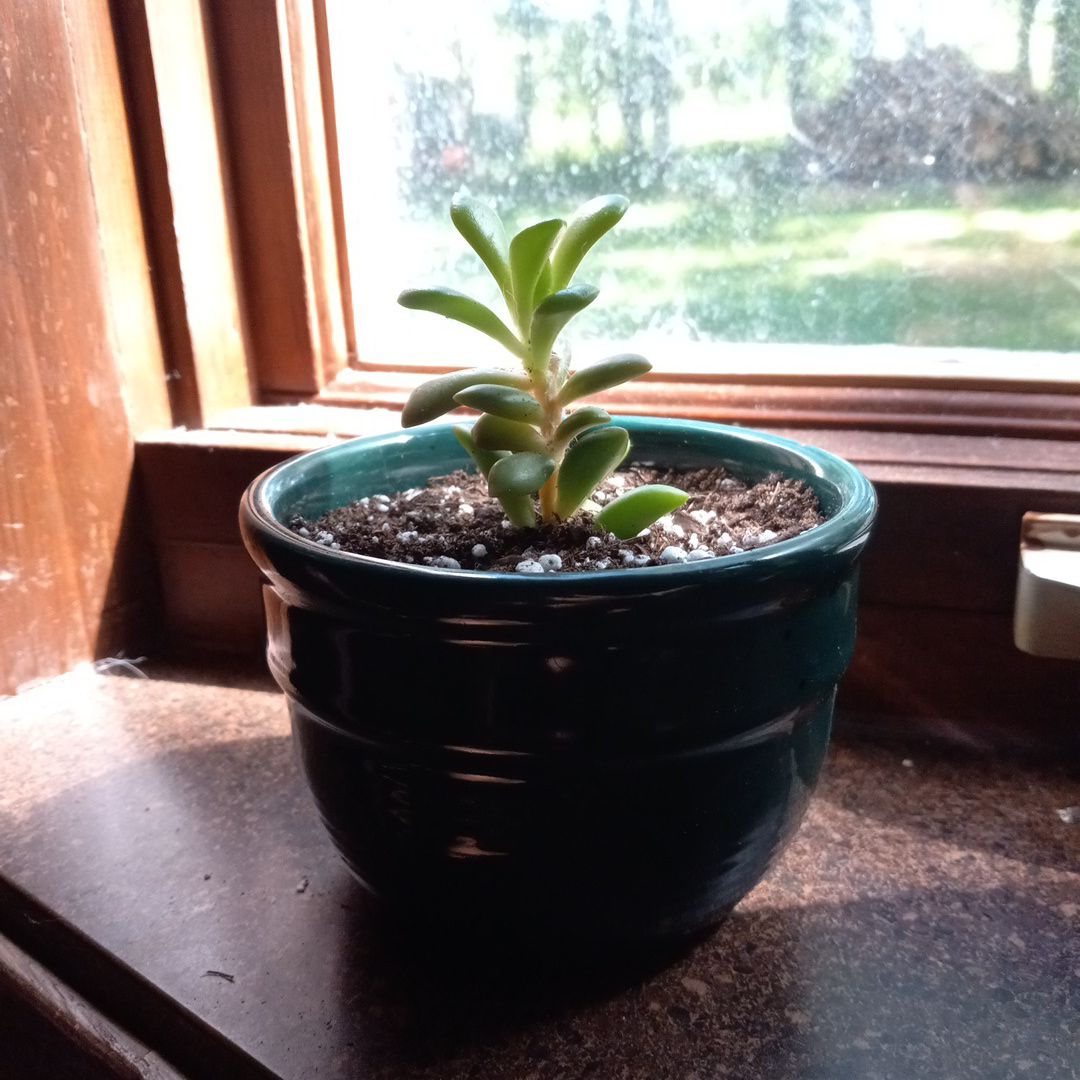 Anacampseros 'Sunrise' succulent in a dark pot on a windowsill.
