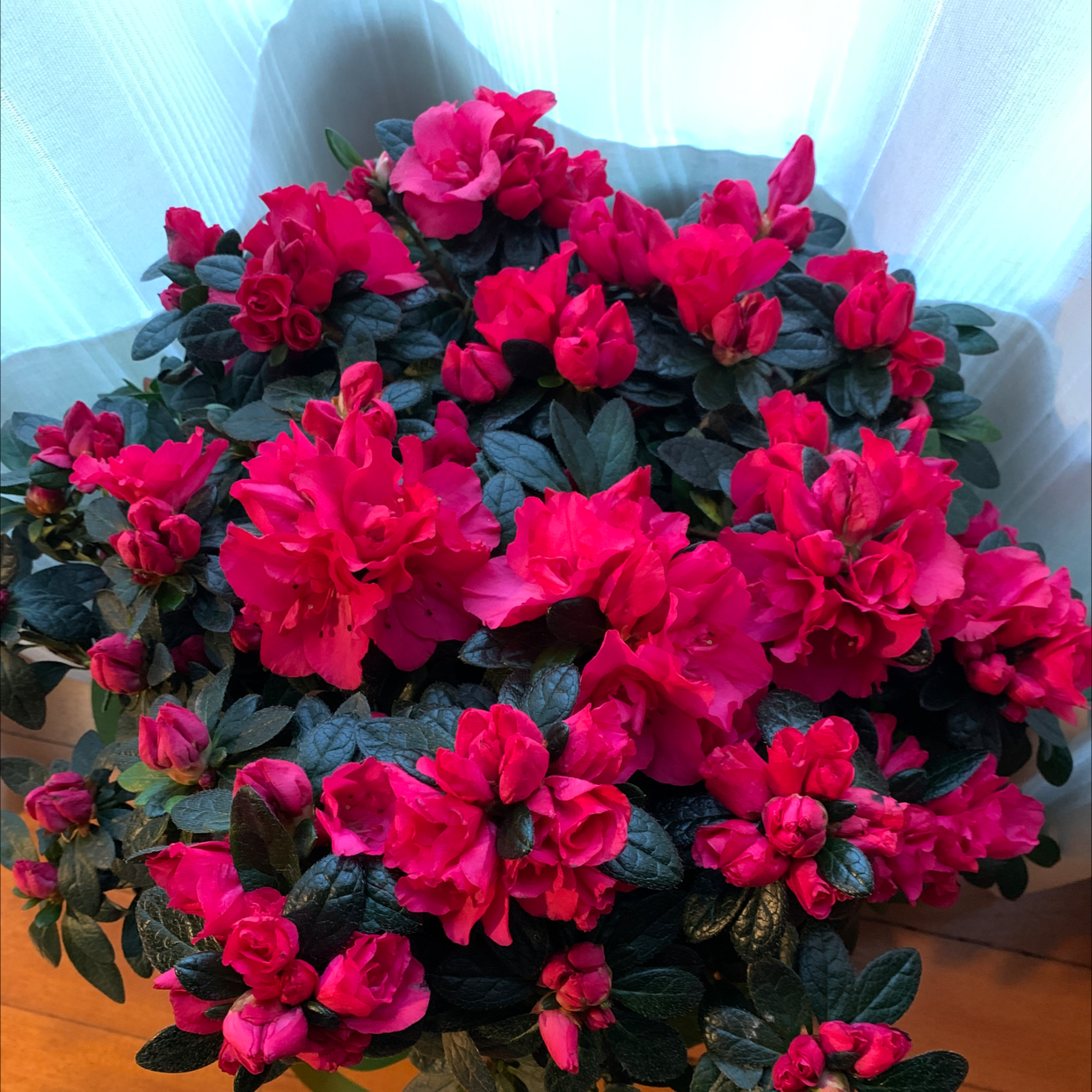 Satsuki Azalea plant with vibrant red flowers and dark green leaves.