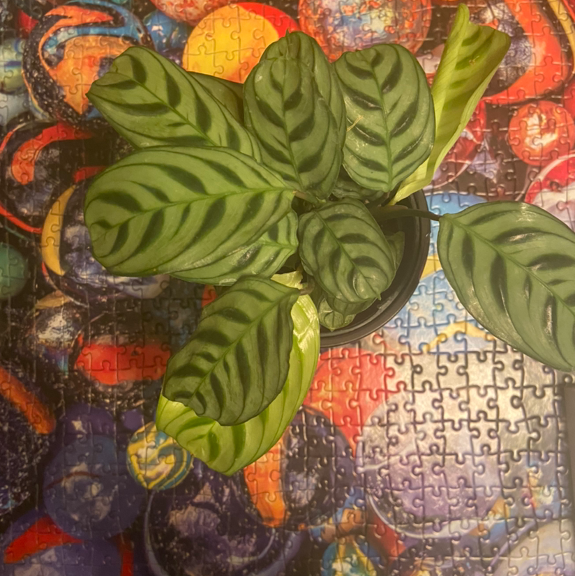 Vibrant, healthy Fishbone Prayer Plant with striped green leaves against an artistic orange and red background.