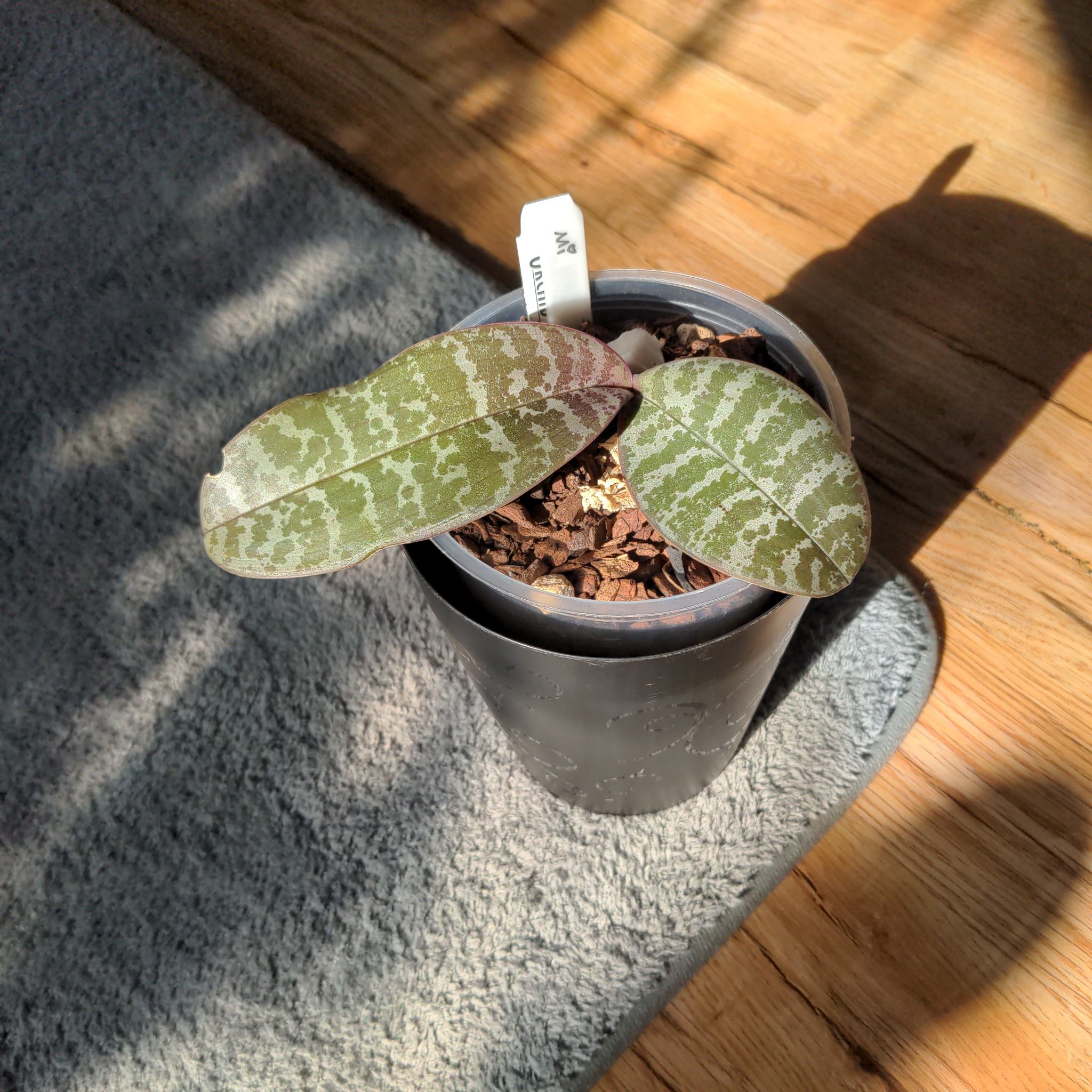 Photo of the plant species Phalaenopsis schilleriana by @MarvelRamshorn named Phal schilleriana on Greg, the plant care app