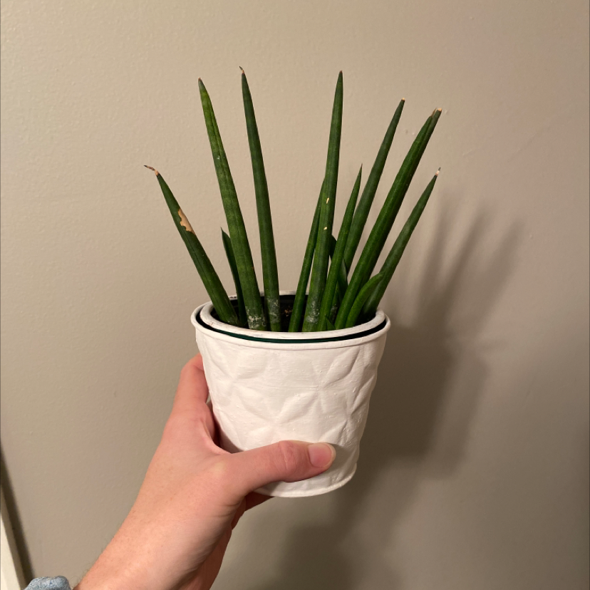 Cylindrical Snake Plant in a white pot held by a hand.
