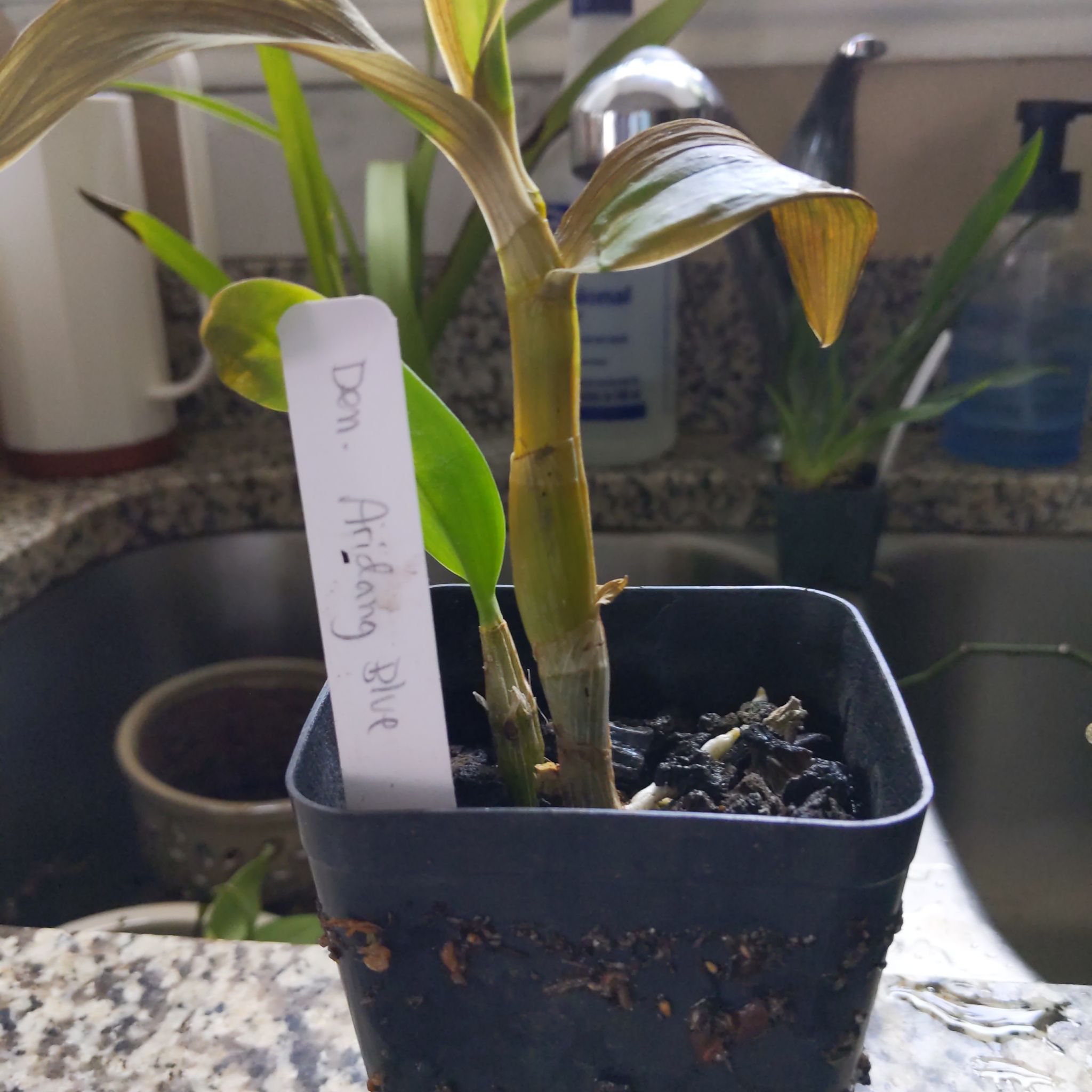 Potted Dendrobium Phalaenopsis plant with some browning leaves in a black pot.