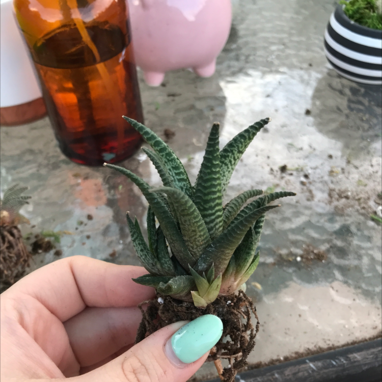 Hand holding a Bredasdorp Gasteria succulent with dark green, textured leaves.