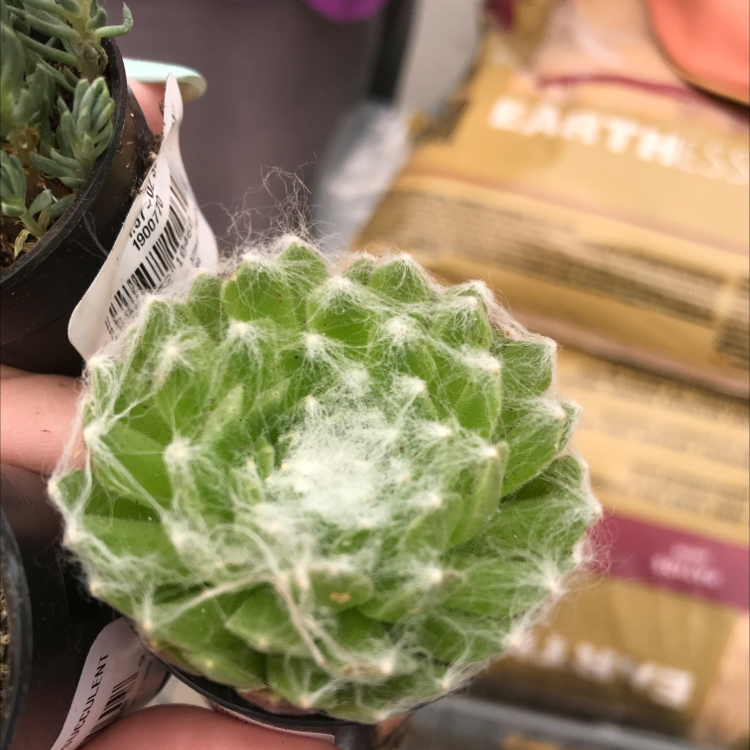 Cobweb Hens and Chicks plant with healthy green rosette and white web-like filaments.