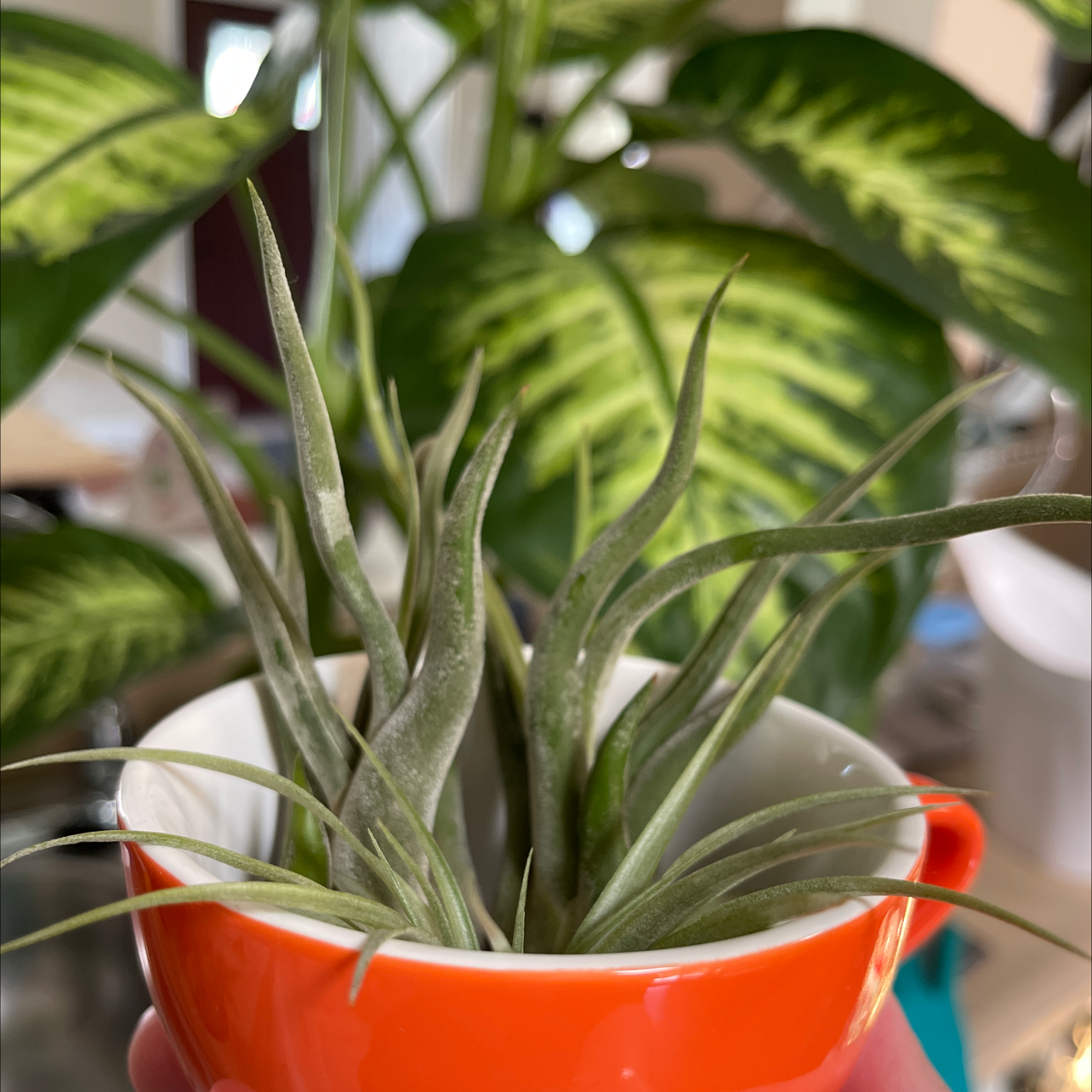 Photo of the plant species Bulbosa Air Plant by @Sandy named Teacup Trio on Greg, the plant care app