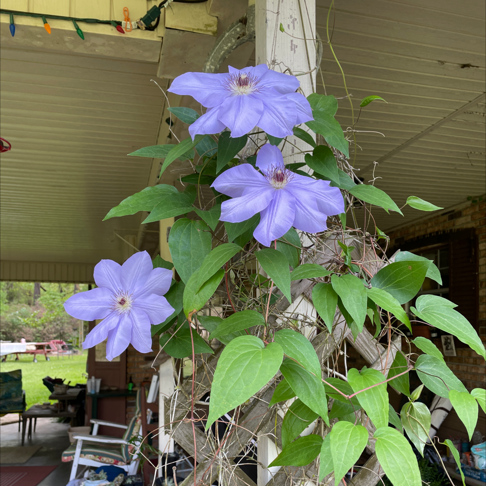 Italian Leather Flower with large purple flowers and green leaves on a porch.