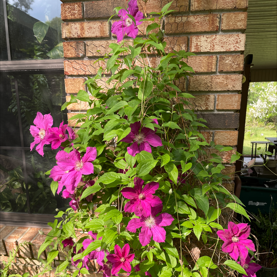 Photo of the plant species Italian Leather Flower by Cindy named Your plant on Greg, the plant care app