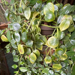 Vining Peperomia plant photo by Cindy named Nemo on Greg, the plant care app.