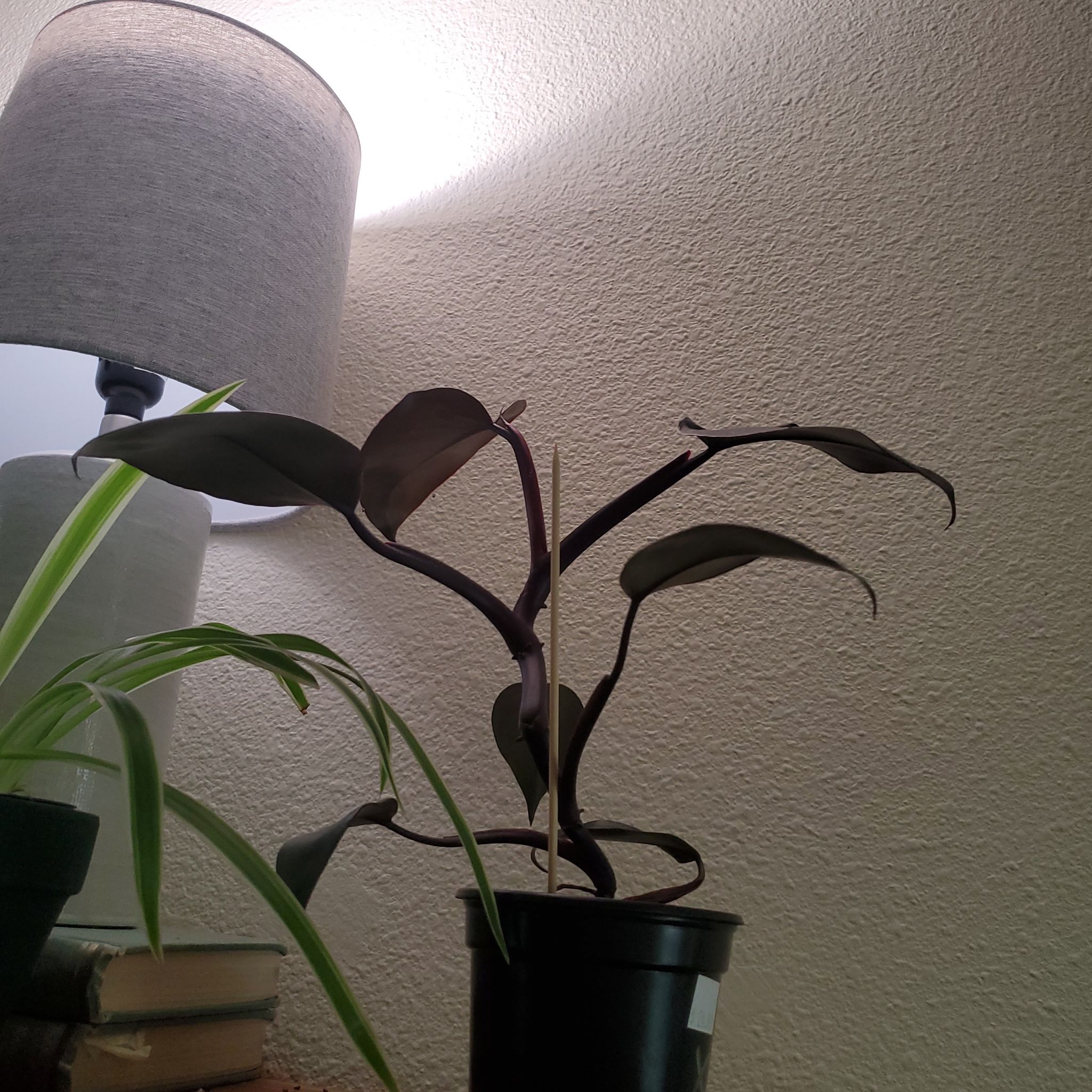 Philodendron Dark Lord plant in a pot with dark, glossy leaves.