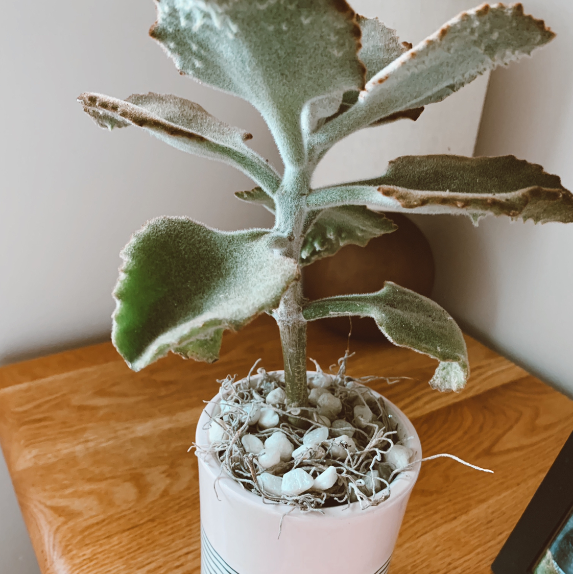 Felt Bush plant in a white pot with some browning on the leaf edges.