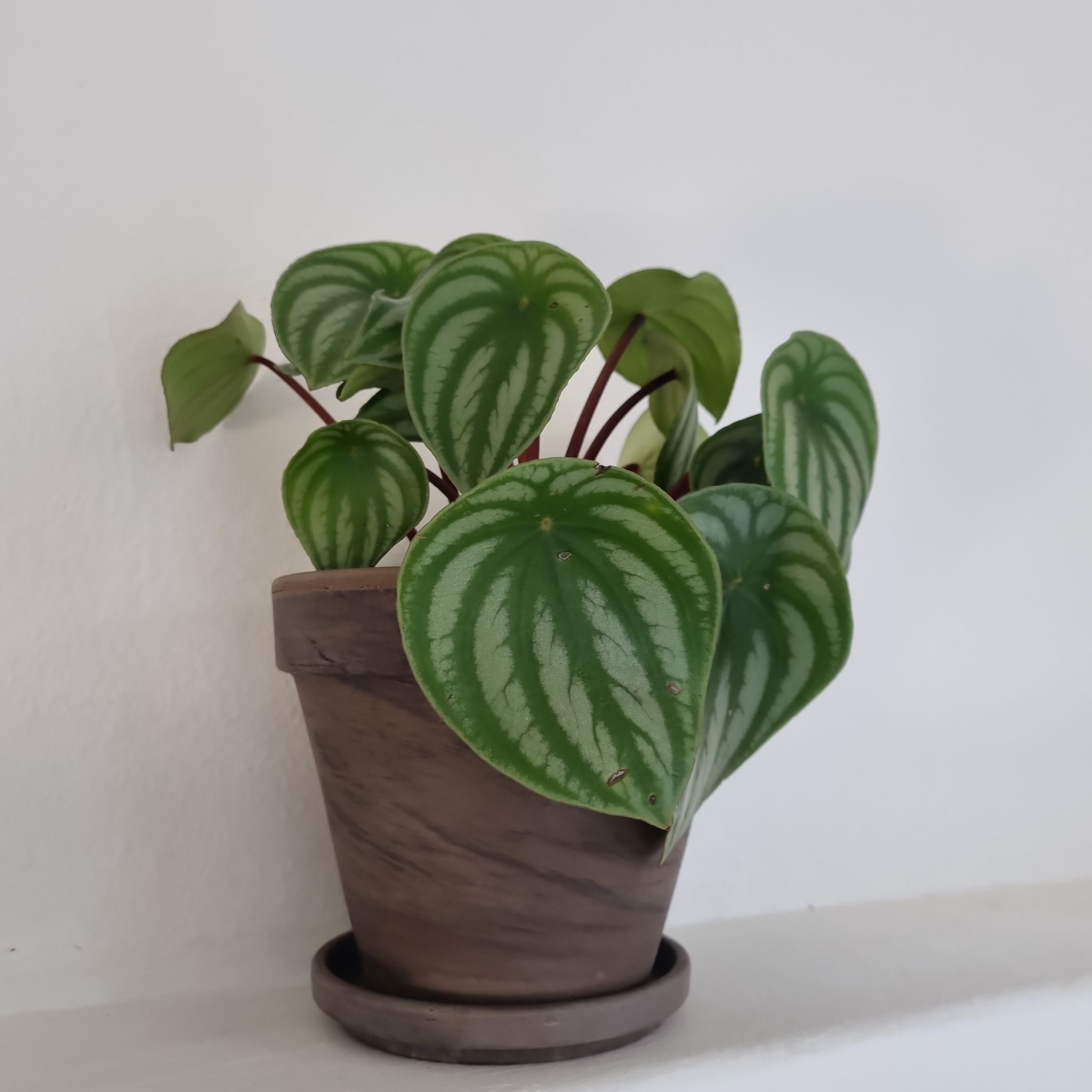 Photo of the plant species Watermelon Peperomia by @KindDatepalm named Diana on Greg, the plant care app