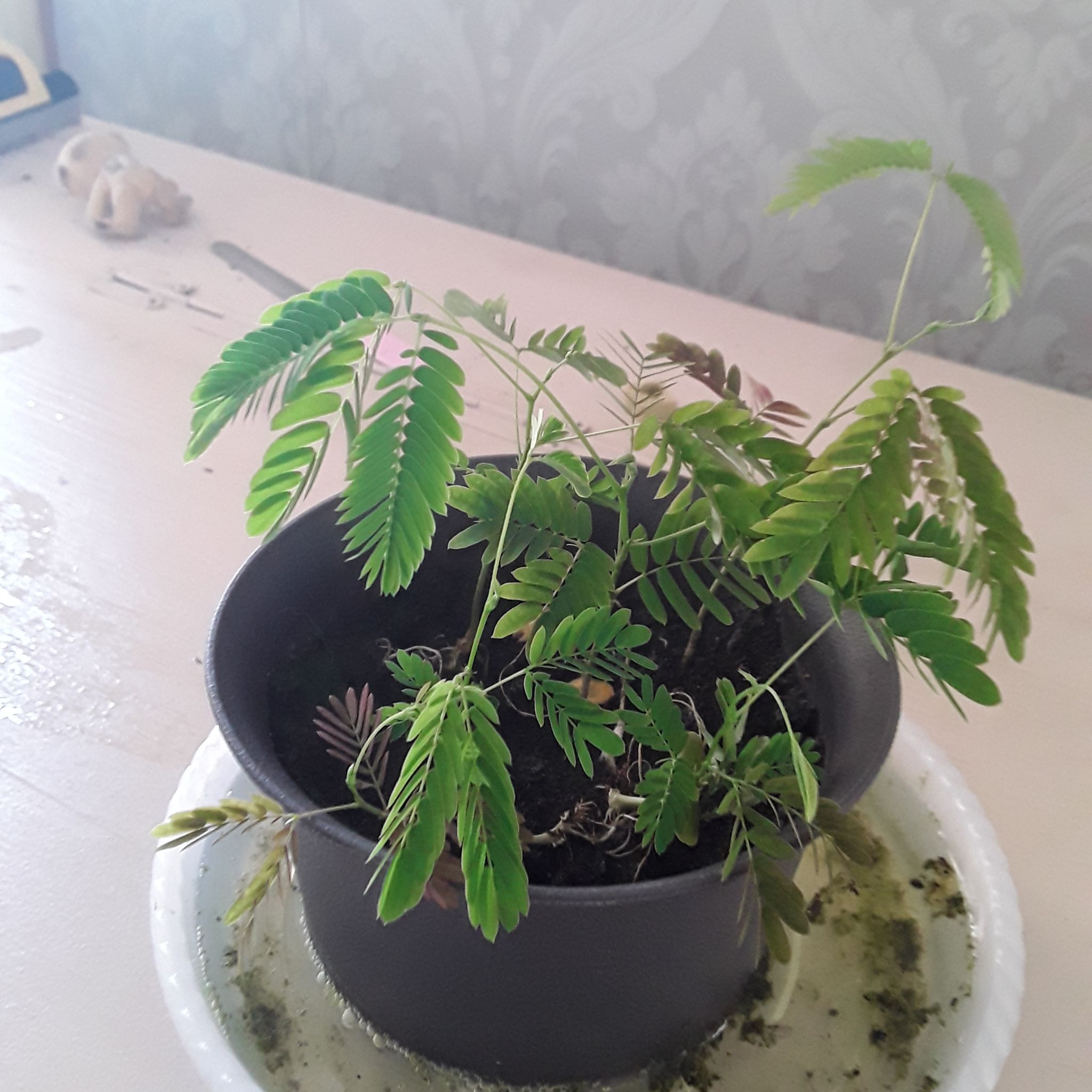 Potted Silk Tree with green and slightly yellowing leaves in a plastic pot on a saucer with water.