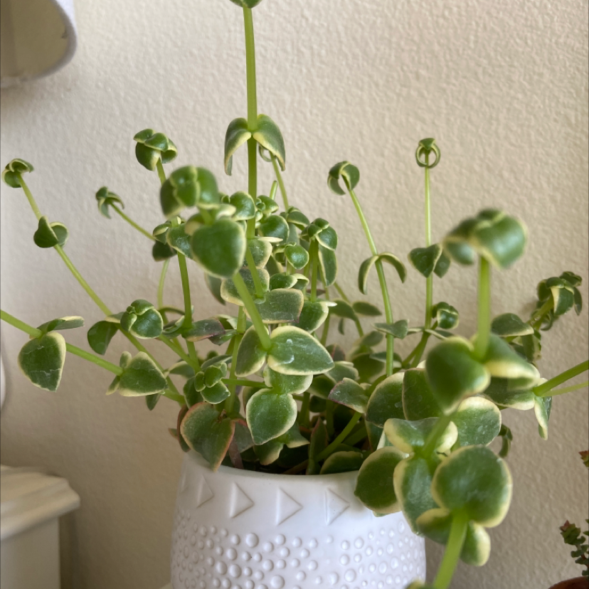 Photo of the plant species Crassula Pellucida by @Millie8socks named Michelangelo on Greg, the plant care app