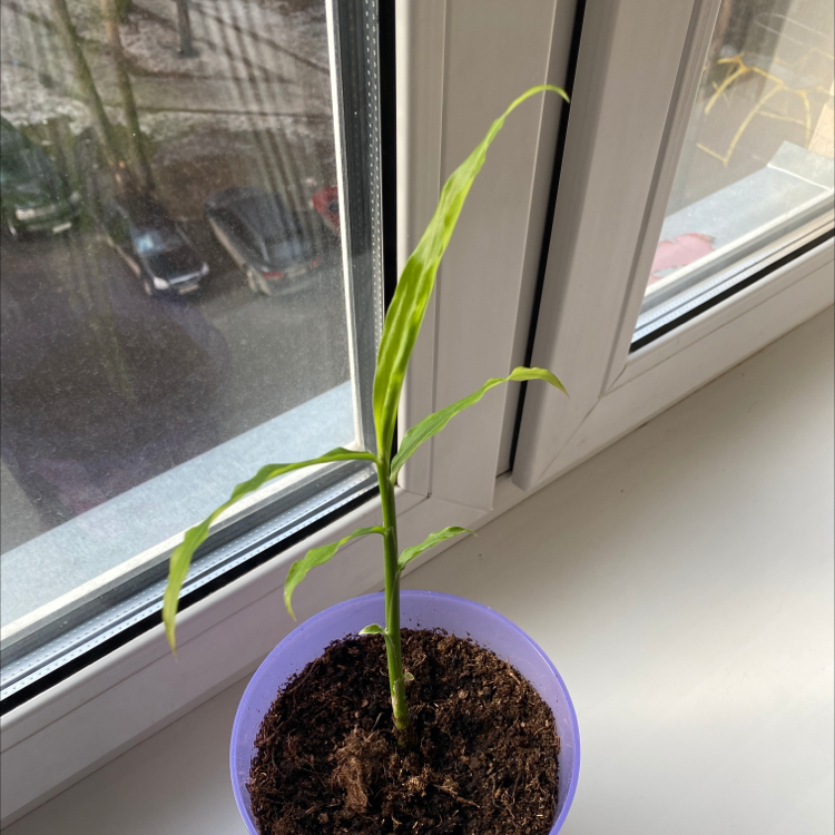 Young ginger root plant in a pot on a windowsill with visible soil.