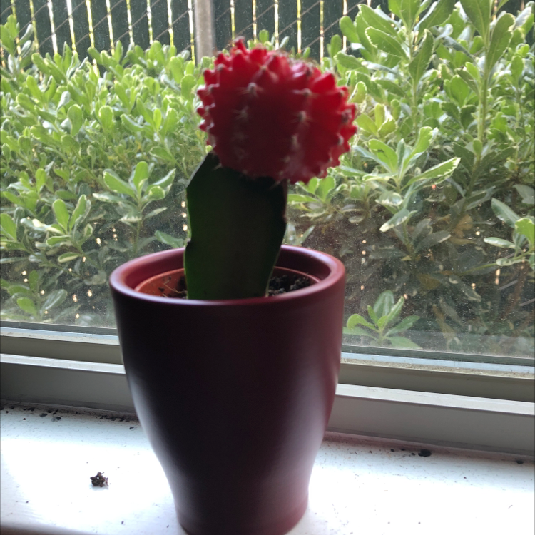 Moon Cactus plant photo by @Bronwen_blooms named Fireball on Greg, the plant care app.