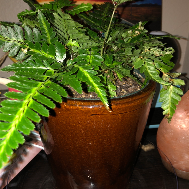 Indian Holly Fern plant photo by @Bronwen_blooms named Fernie on Greg, the plant care app.