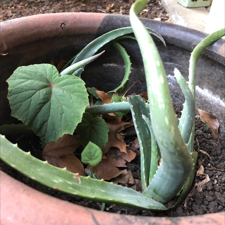Aloe vera plant photo by @Bronwen_blooms named Harper on Greg, the plant care app.