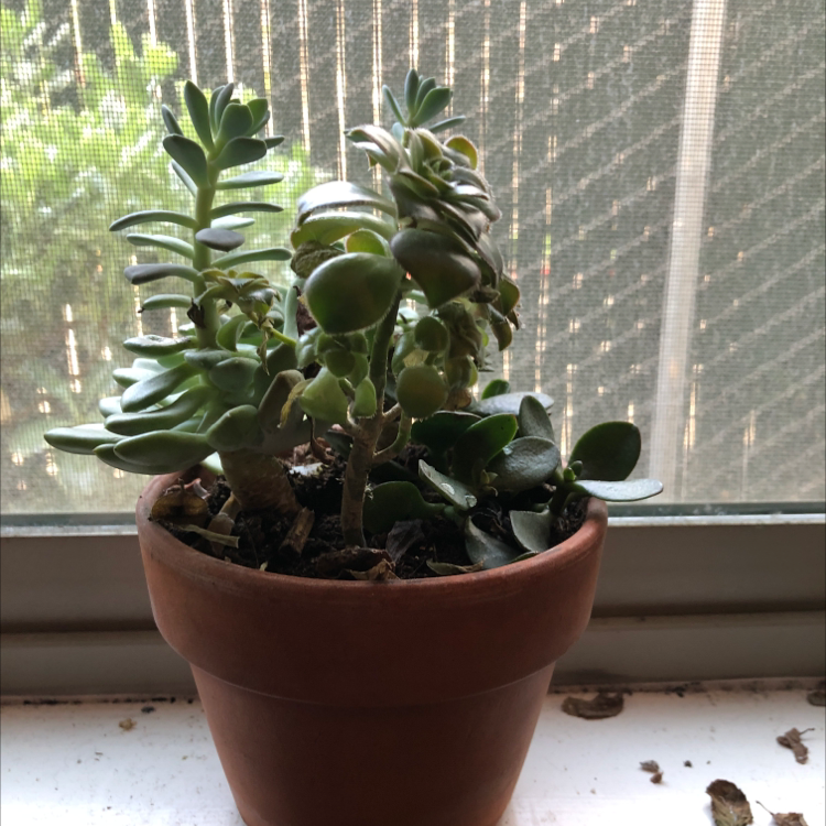 Lucky Plant plant photo by @Bronwen_blooms named Osmo on Greg, the plant care app.