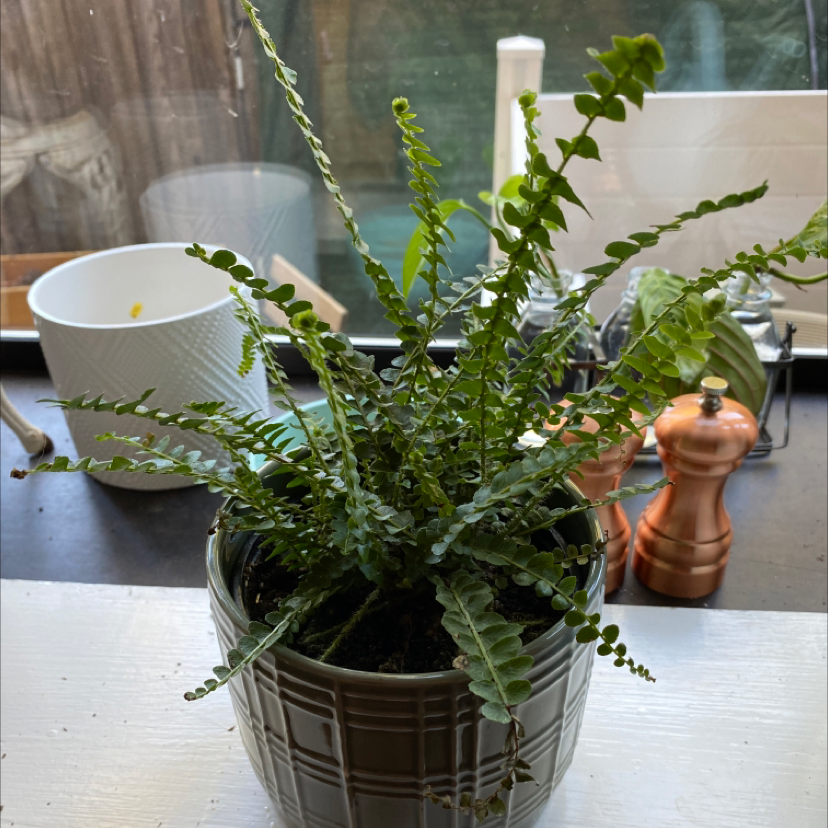 Healthy potted Erect Sword Fern with lush green fronds, sitting on a wooden table with ceramic decor pieces.