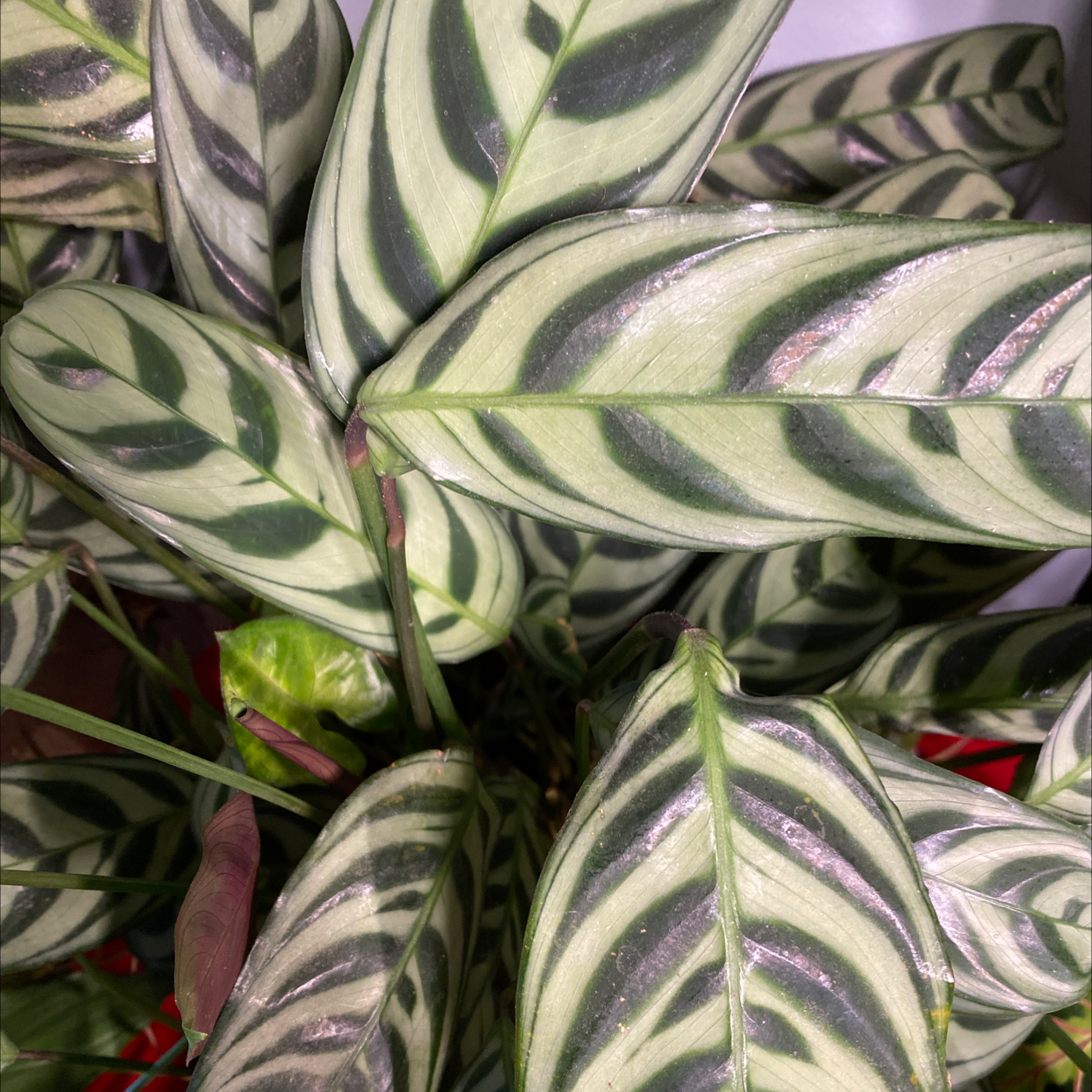 Why Are My Fishbone Prayer Plant Leaves Droopy? 😔