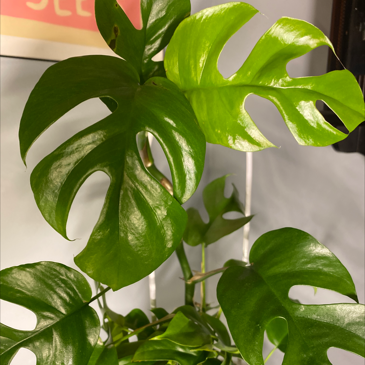 Monstera plant photo by @Nani named Super Grover 2.0 on Greg, the plant care app.