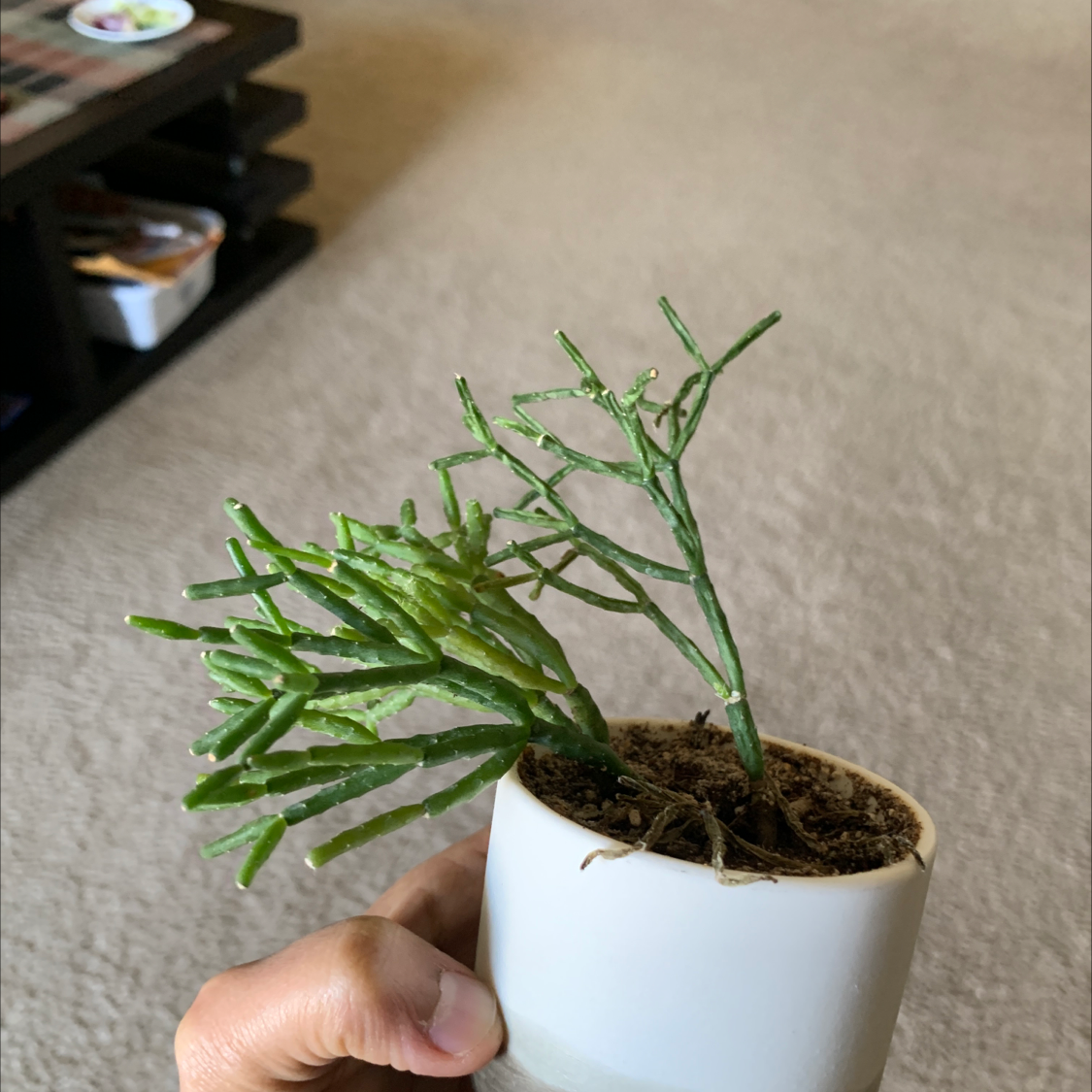 A small potted Dancing Bones plant with green segmented stems, held by a hand.