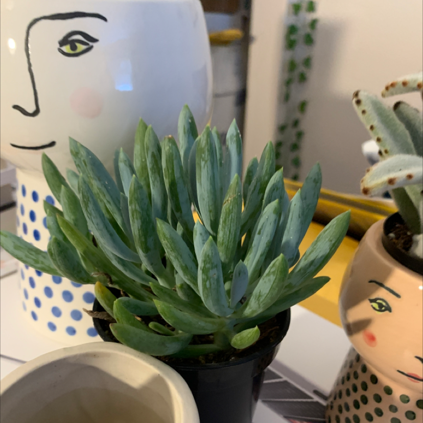 Blue Chalksticks plant (Senecio serpens) in a pot with decorative background.