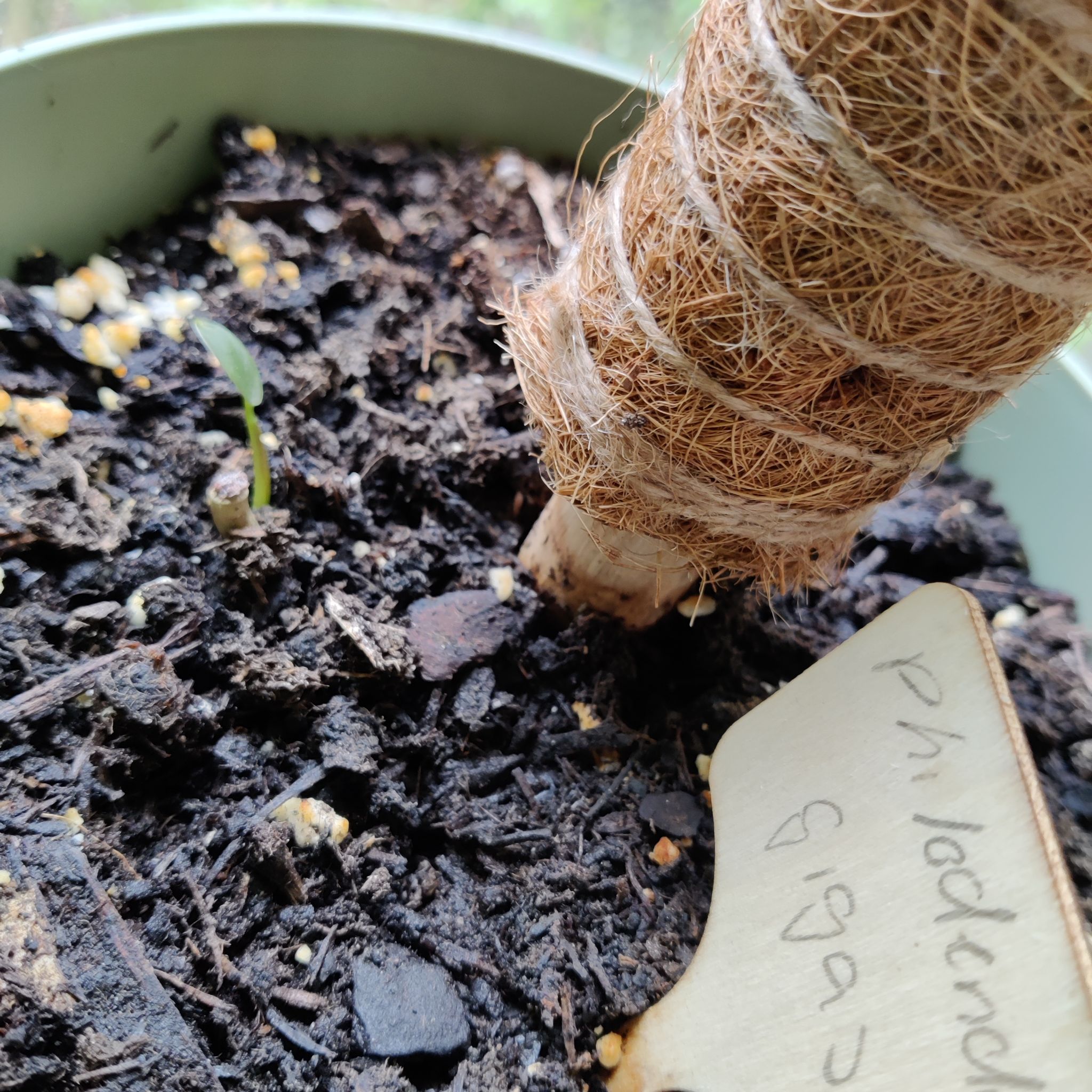 Philodendron melanochrysum x verrucosum plant in a pot with visible soil and a support structure.