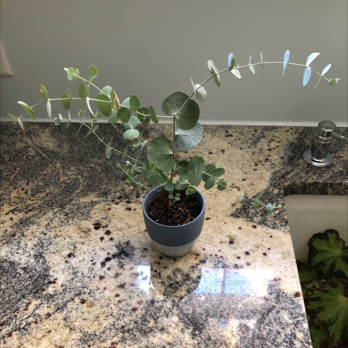 A young silver dollar plant in a pot, showing vibrant green round leaves with some yellowing. The soil looks wet.