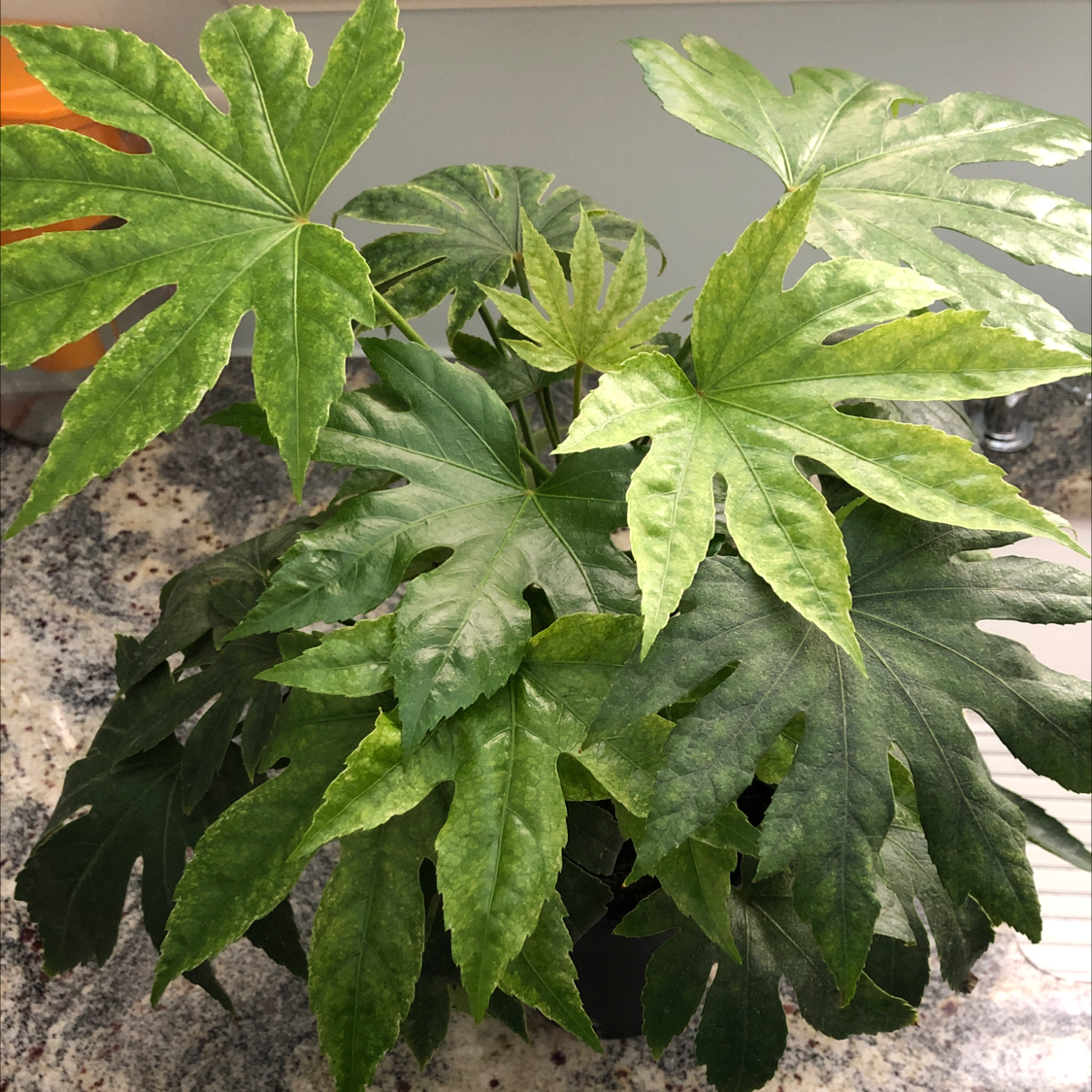 Fatsia plant with large, lobed leaves in varying shades of green.