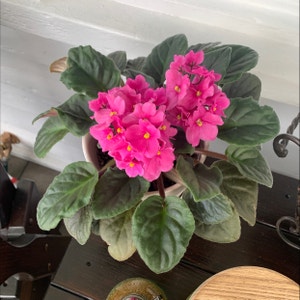 African Violet plant photo by @Morgan3300 named Queen on Greg, the plant care app.
