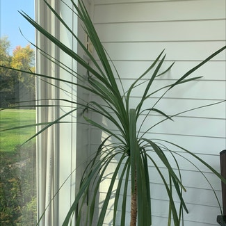 Cabbage tree plant in Hackettstown, New Jersey