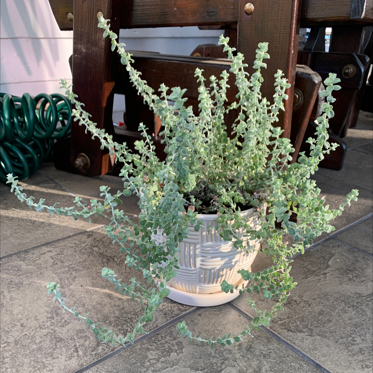 Trailing Dusty Miller plant photo by @Morgan3300 named Elle on Greg, the plant care app.