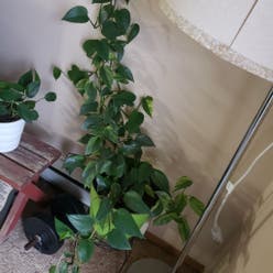 Jade Pothos plant