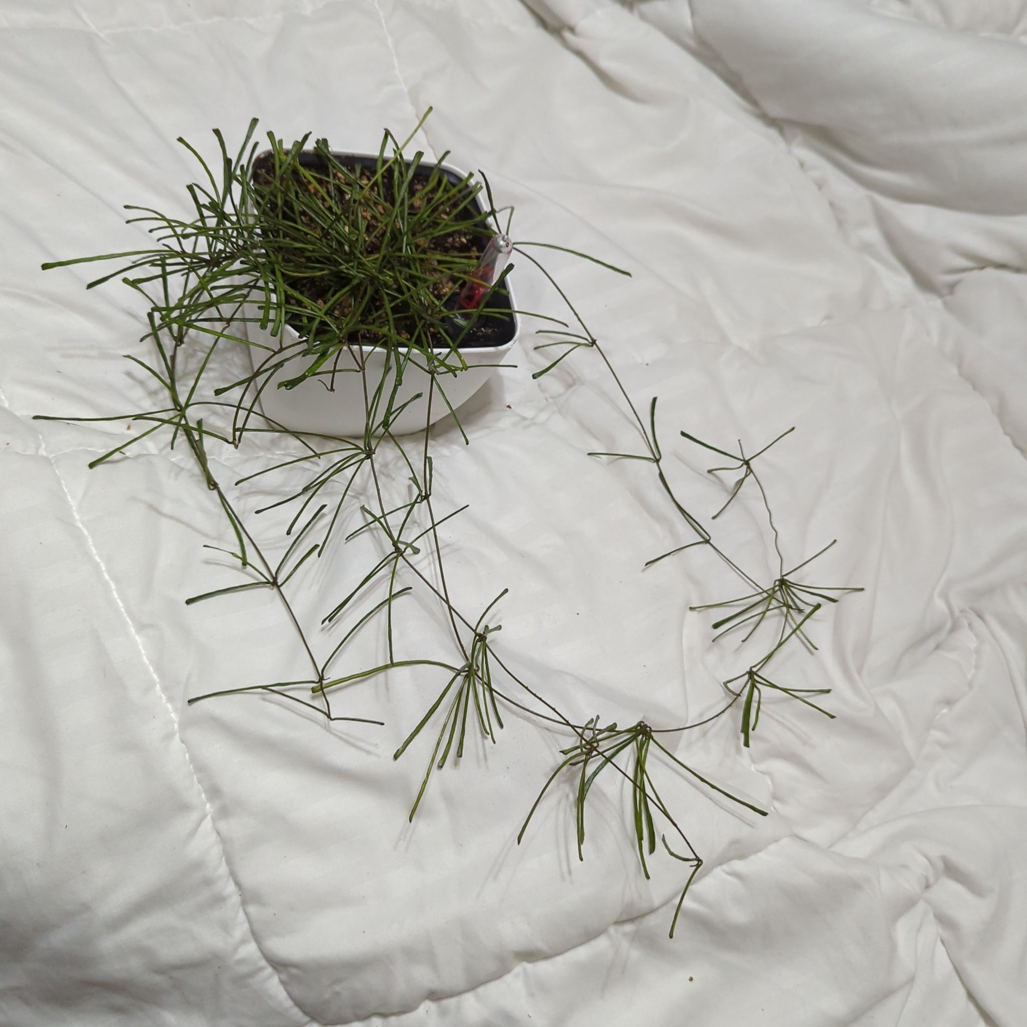 Potted Grass-leaved Hoya plant with long, thin leaves spread out on a white surface.
