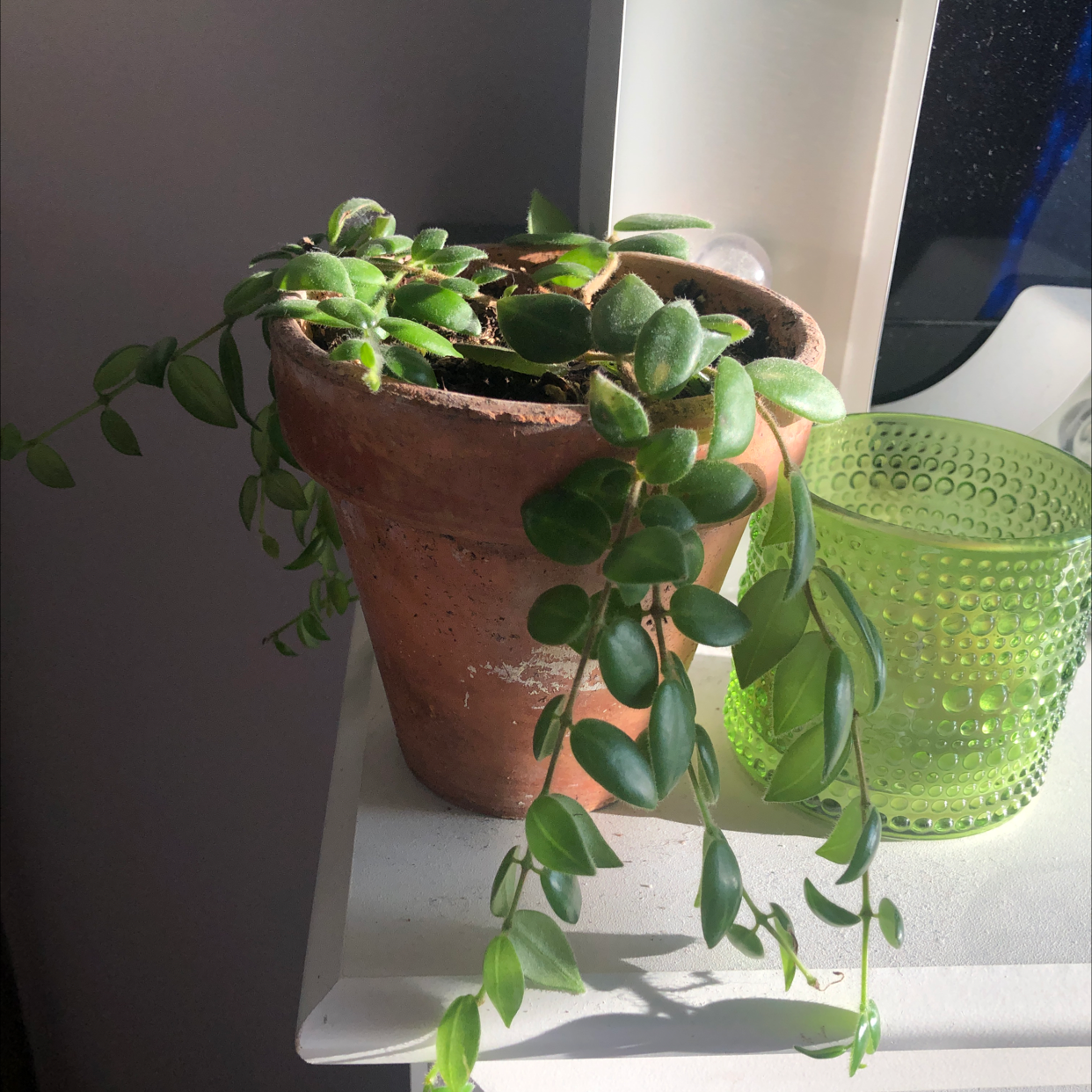Potted Lipstick Vine plant with healthy green leaves on a white surface.