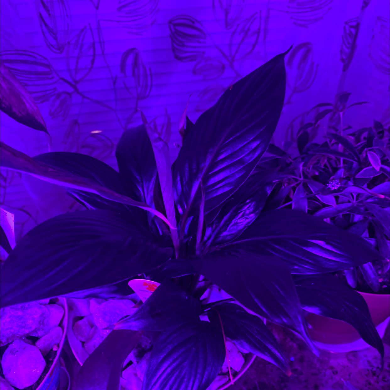 Domino Peace Lily plant under purple lighting with broad, glossy leaves.