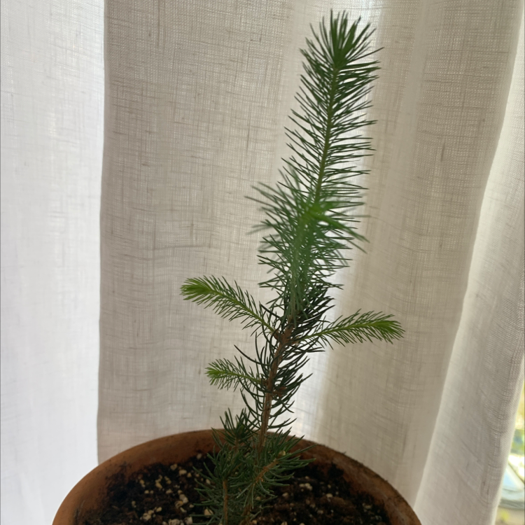 Young Norway Spruce plant in a pot with green needles, healthy appearance.