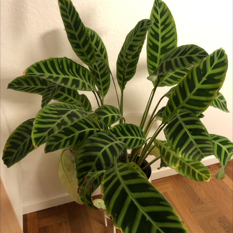 10 Advantages Of Having A Fishbone Prayer Plant