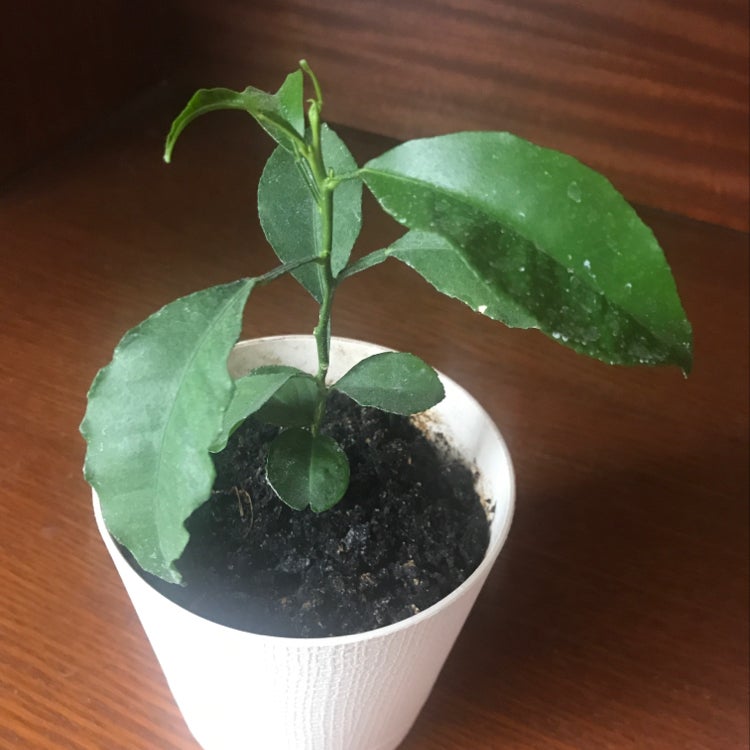 🍊 Why Are My Orange Tree Leaves Droopy?