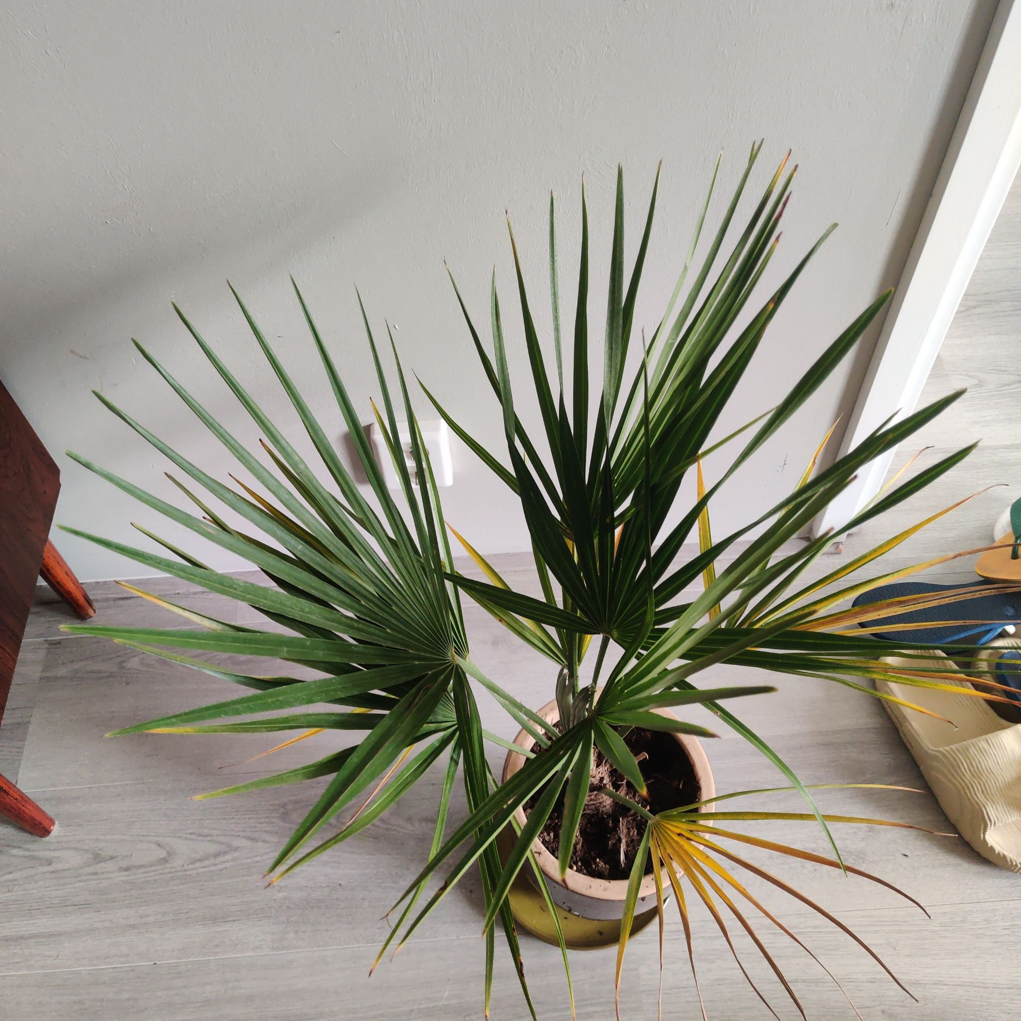 European Fan Palm in a pot with some yellowing leaves, indoors.