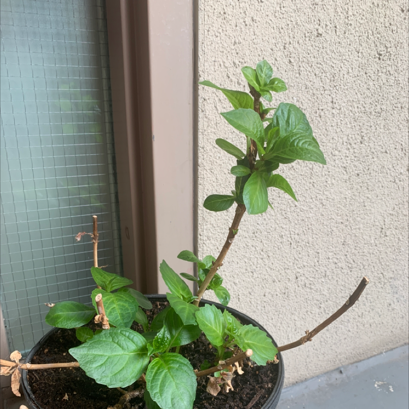 Photo of the plant species French Hydrangea by @Kristalee named Oh that F@cker on Greg, the plant care app