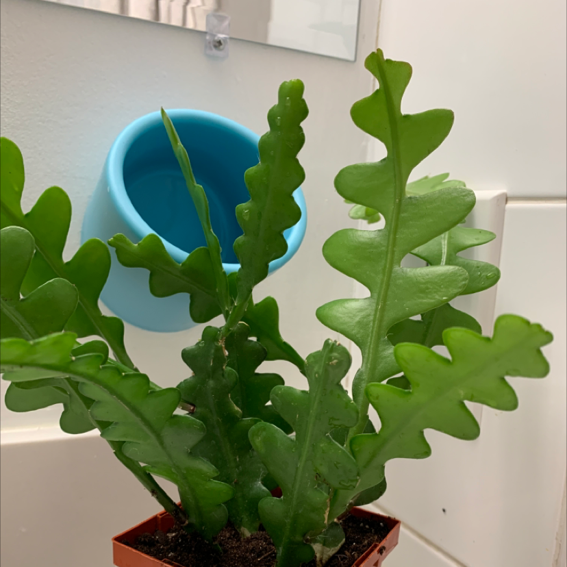 Fishbone Cactus plant photo by @Kristalee named Party At Ground Zero on Greg, the plant care app.