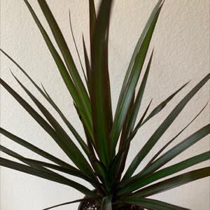 Dragon Tree plant photo by Kristalee named Toothless on Greg, the plant care app.