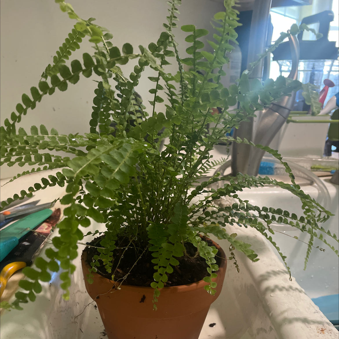 A healthy, thriving Erect Sword Fern plant in a terracotta pot, with lush green fronds growing densely from the center.