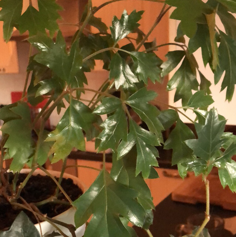 Healthy Grape Ivy plant with vibrant, serrated green leaves, growing in a pot near a window reflection.