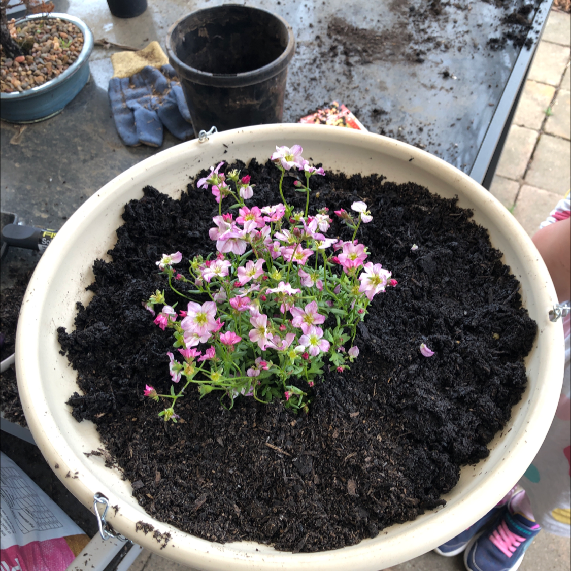 Photo of the plant species Mossy Saxifrage by Sara named Your plant on Greg, the plant care app