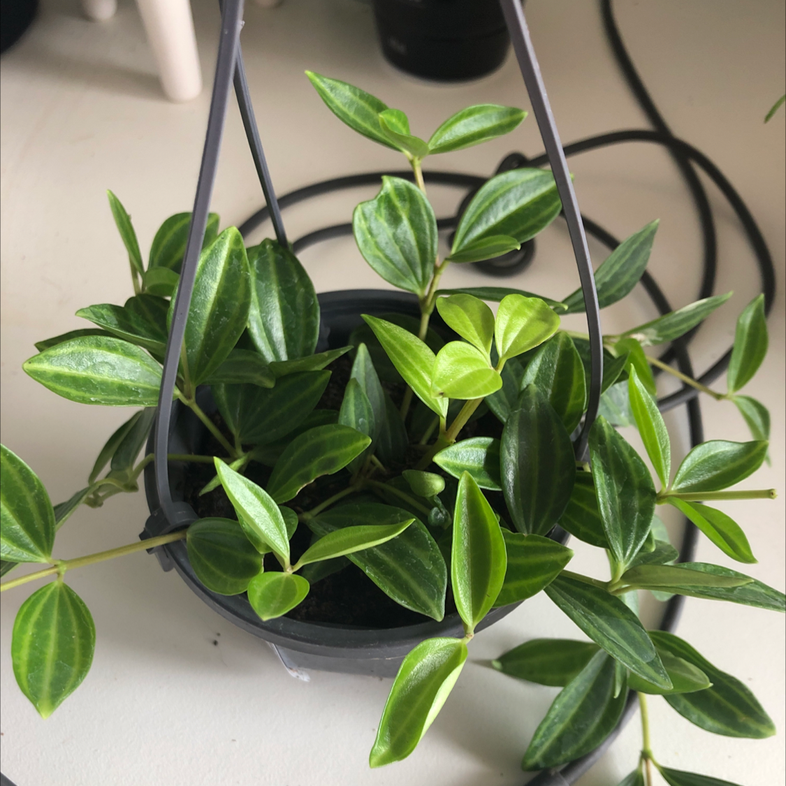 Healthy Radiator Plant in a hanging pot with green leaves.