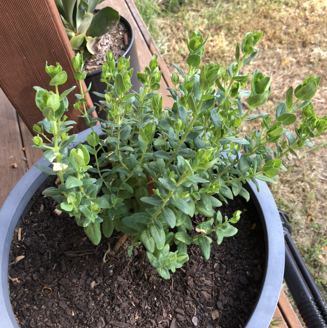 Healthy, lush green common boxwood plant in black plastic container with dark moist soil.