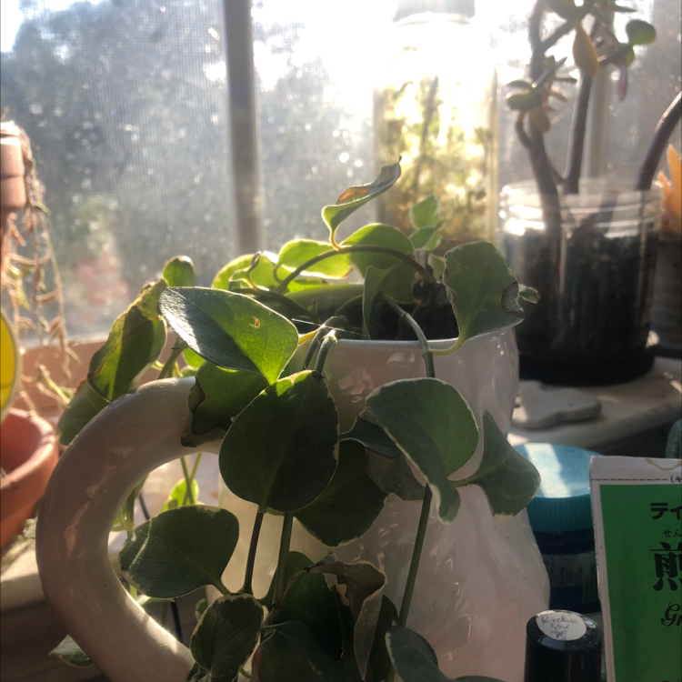 Healthy Greater Periwinkle plant with dark green glossy leaves growing in a small white ceramic pot, photographed indoors.
